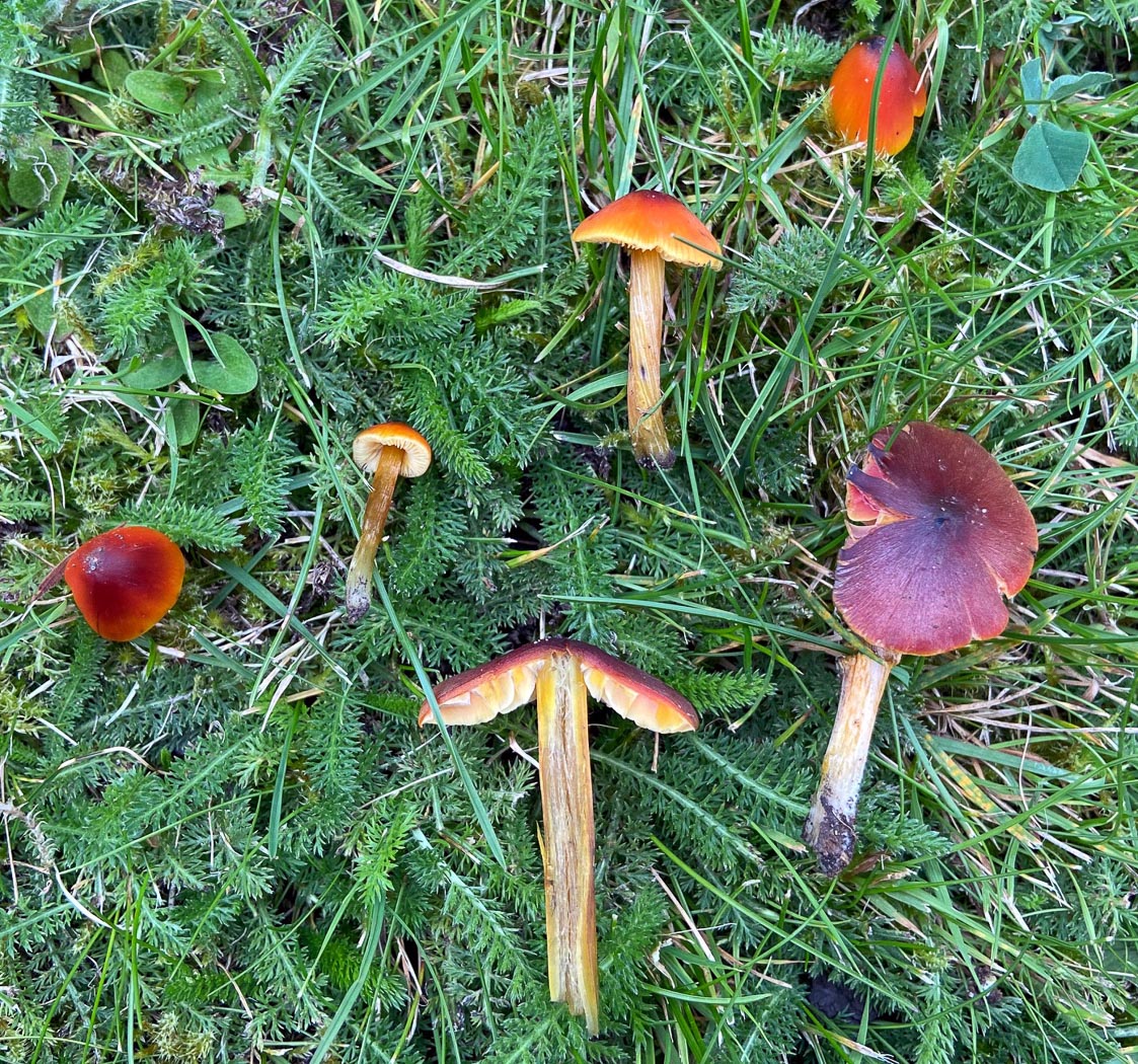 Hygrocybe conica  by Sarah Ebdon